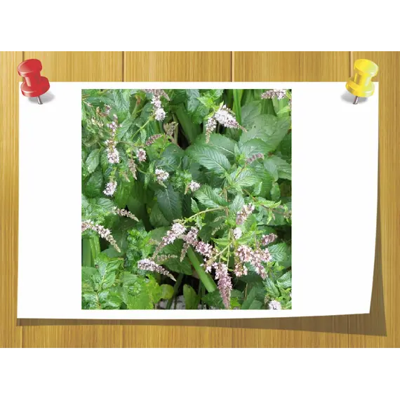 Эфирное масло мяты кудрявой (колосистой), Об `єм: 5 мл