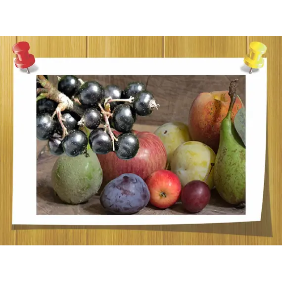 Дамаскол, Volume, ml: 5 ml