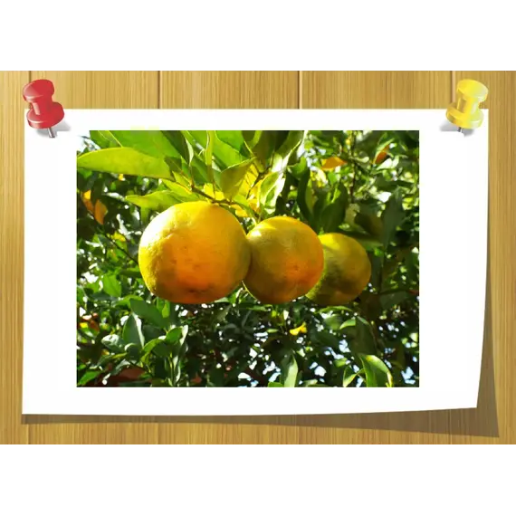 Ефірна олія бергамоту безтерпенова, Об `єм: 10 мл