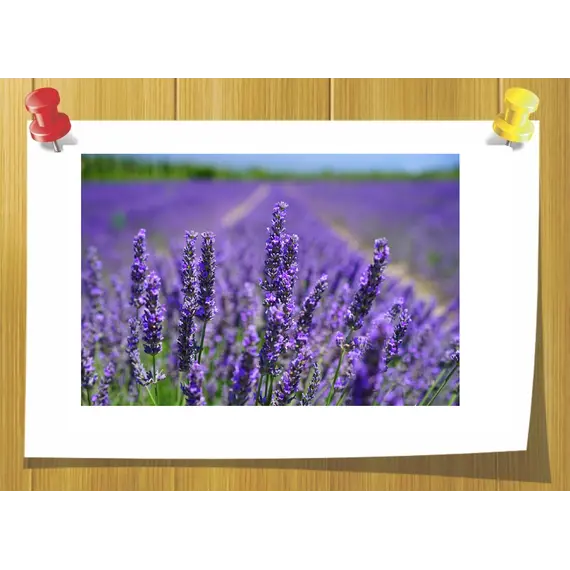 Этил-линалоол (Ethyl Linalol), Volume, ml: 5 ml