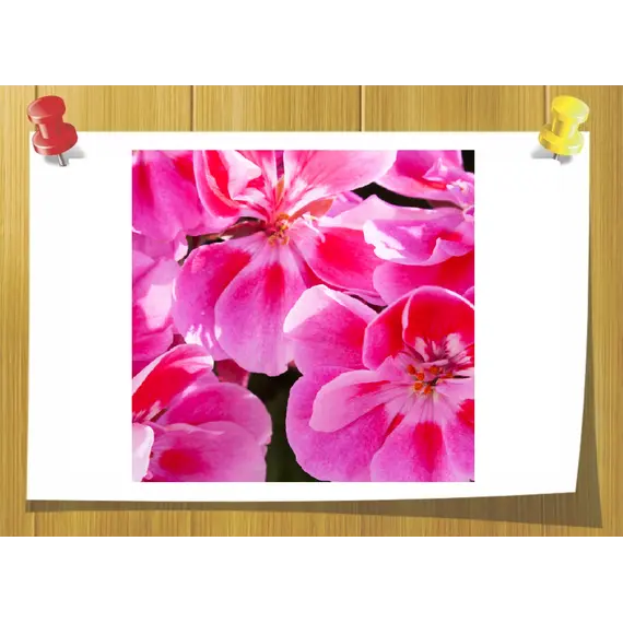 Geraniol (Гераніол), Об `єм: 5 мл