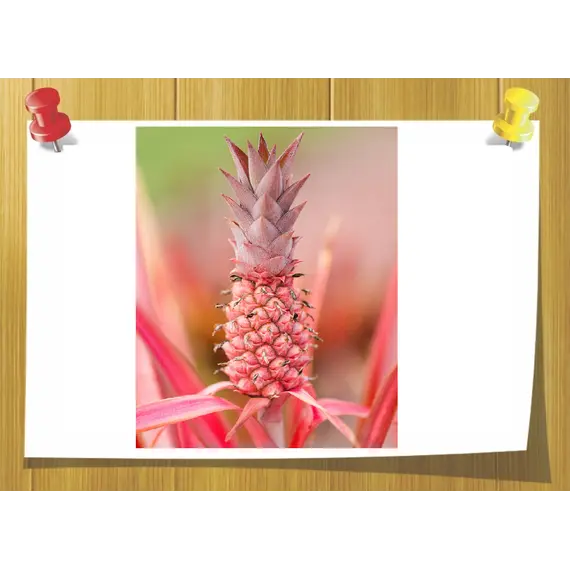 Гербанат (Herbanate), Volume, ml: 5 ml