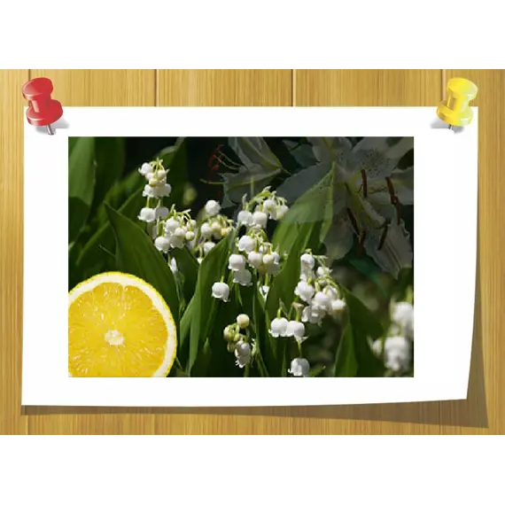 Гидроксицитронеллал (Hydroxycitronellal), Volume, ml: 3 ml