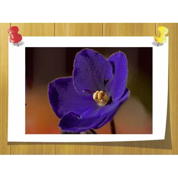 Іонон Бета, Volume, ml: 3 ml