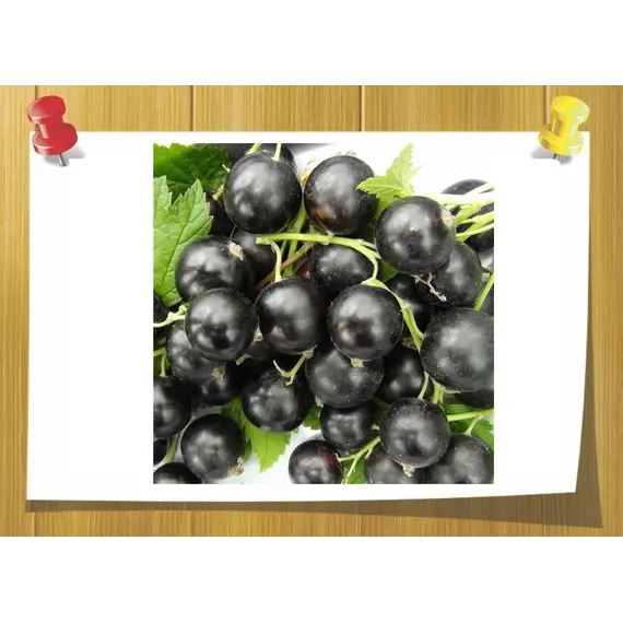 Labienoxime 10% IPM-TEC, Об `єм: 5 мл, Концентрація: 10 % IPM-TEC