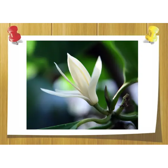 ЭФирное масло цветов Магнолии (Michelia alba), Volume, ml: 2 ml 