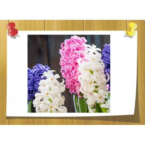 Фенилпропиловый спирт, Volume, ml: 5 ml