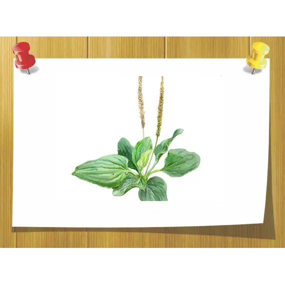 Екстракт листя подорожника (Plantago Major)