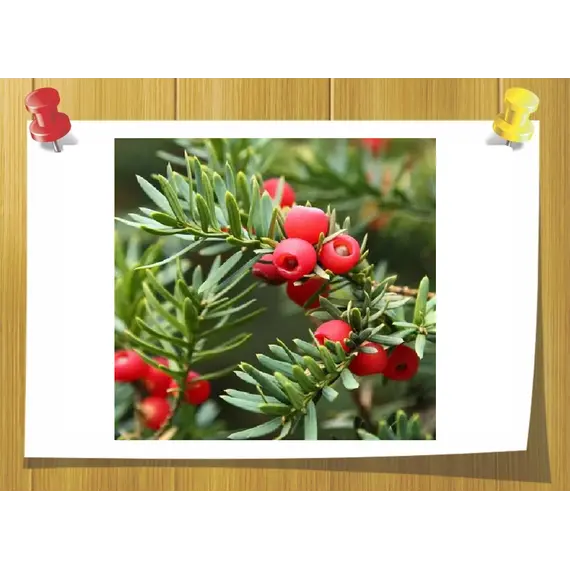 Аромамасло Бальзам из красных ягод (Red Berry Balsam)