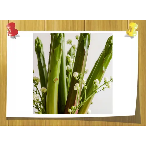 Rhuboflor, Об `єм: 3 мл, Концентрація: 25 % DPG