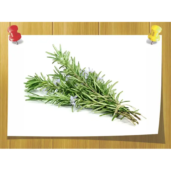 Сухий екстракт листя розмарину Rosmarinus Officinalis Leaf Extract