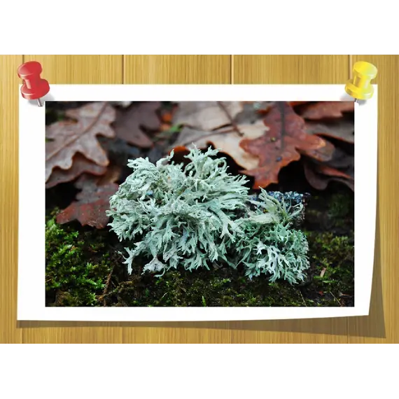 Veramoss, Weight: 5 гр