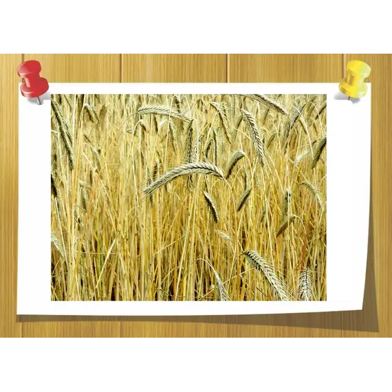 Комплекс Амінофорс (Aminoforce), Об `єм: 50 мл