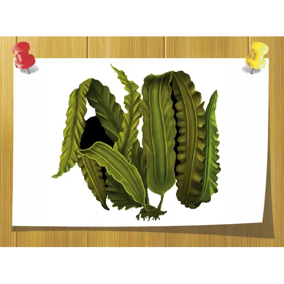 Гідролат листя Ламінарії 100 мл