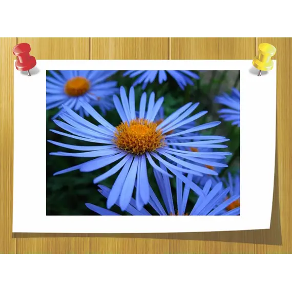 Эфирное масло голубой Ромашки (немецкой), Volume, ml: 2 ml 