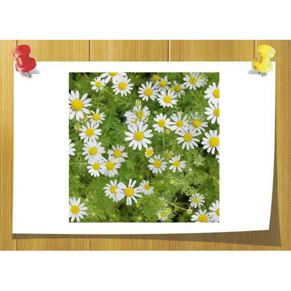 СО2 экстракт Ромашки немецкой, Вага: 10 гр