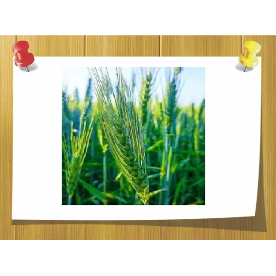 Церамідний комплекс EverLaSkin Корея