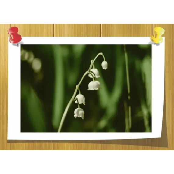 Лилиаль (Lilial), Volume, ml: 5 ml