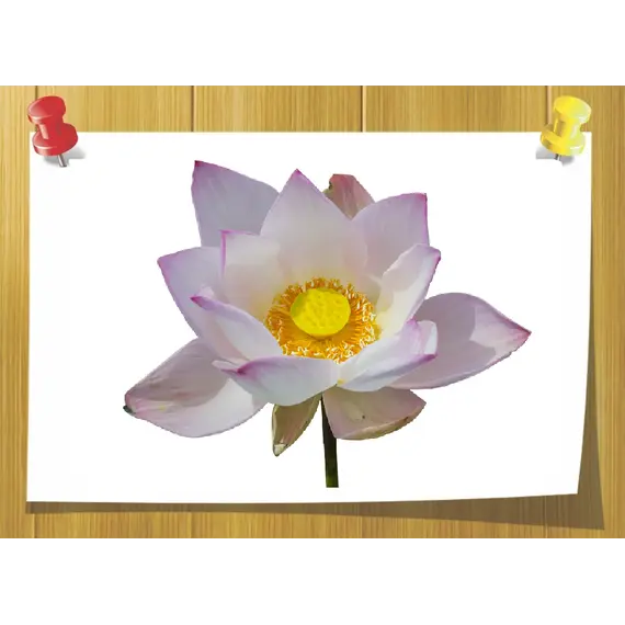 Абсолю Лотоса