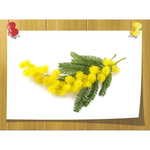 Абсолю Мимозы, Volume, ml: 3 ml, Concentration: 100% Pure