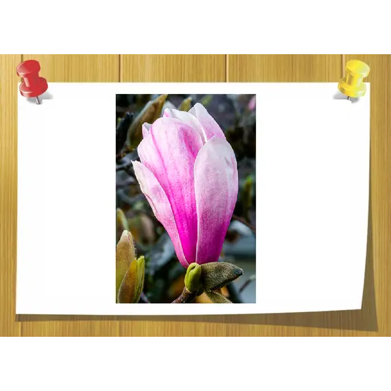 Nerol, Volume, ml: 5 ml