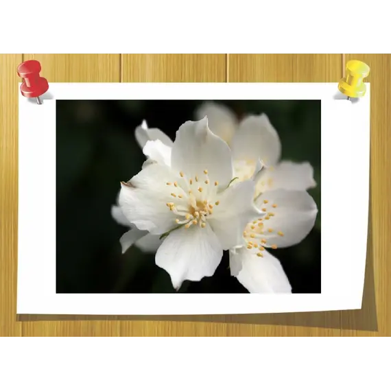 Nerolidol, Об `єм: 3 мл