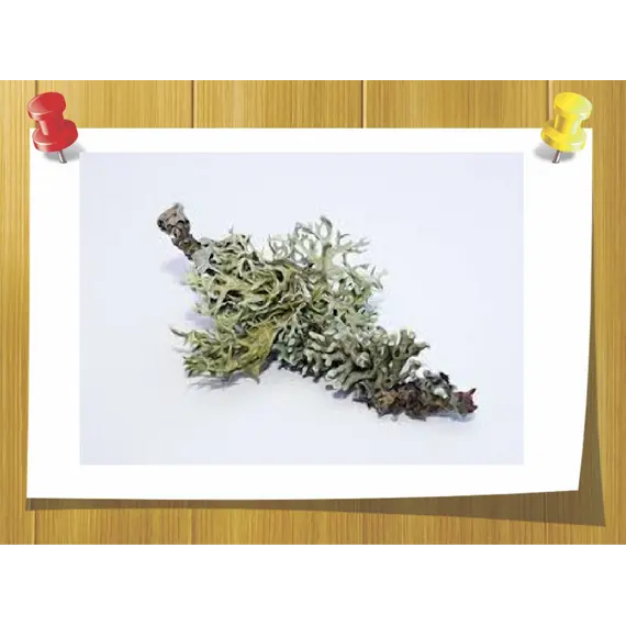 Дубовый мох абсолю, Вага: 2 гр