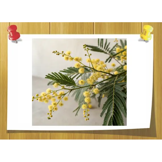 Para-methyl acetophenone, Volume, ml: 3 ml, Concentration: 100% Pure