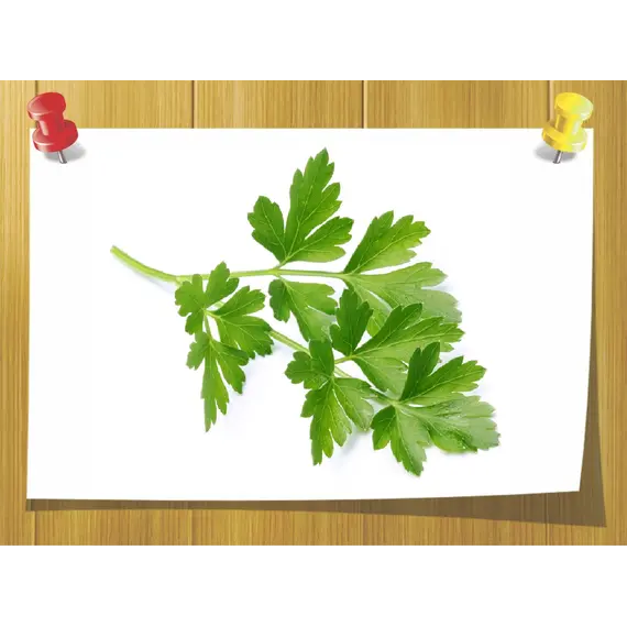 Гідролат Петрушки 100 мл