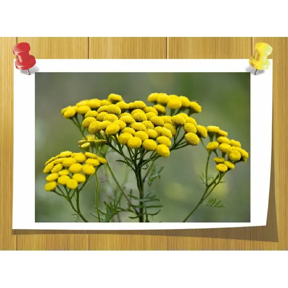 Гідролат Піжми 500 мл