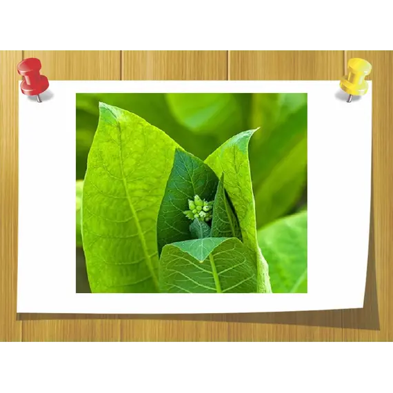 Абсолют из цветов табака, Volume, ml: 5 ml