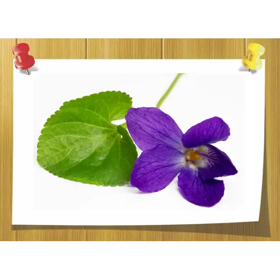 Абсолю Фиалки