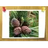 Аромаолія Гірська сосна Mountain Pine СandleScience