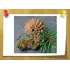 Бета пинен (Beta pinene) монотерпен, Volume, ml: 3 ml