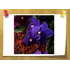 Аромаолія Чорна фіалка та шафран Black Violet and Saffron CandleScience
