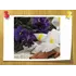 Аромаолія Білий ірис і сандалове дерево (White Orris and Sandalwood) CandleScience